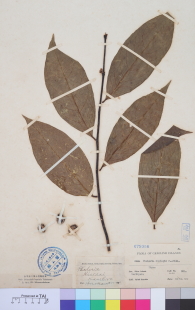 Specimen thumbnail
